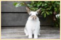 Do rabbits eat caladiums?