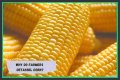 Why do farmers cut the tassels off corn?